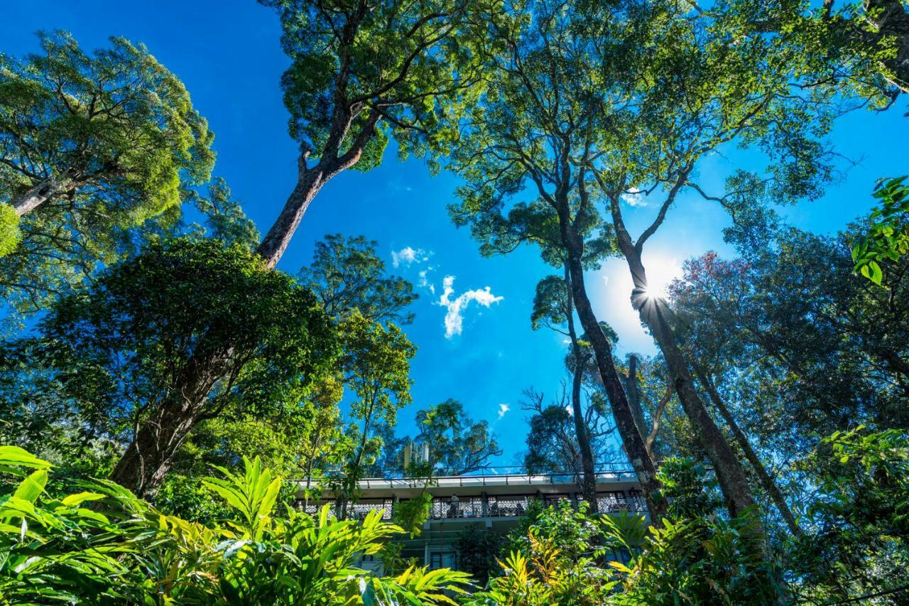 The Tall Trees Munnar Dış mekan fotoğraf